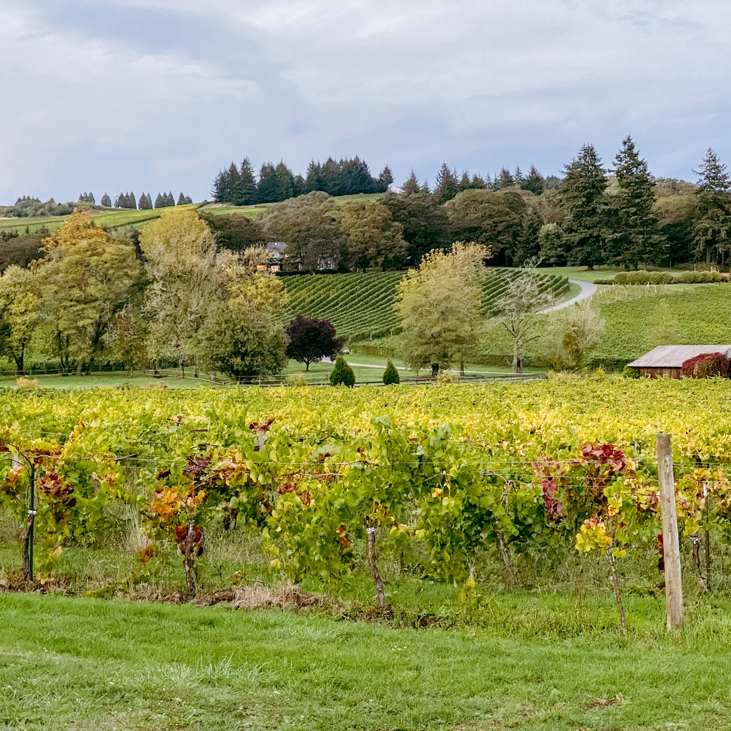 Zenith Vineyard, Salem, Oregon. The best wineries in Willamette Valley. Willamette Valley wineries.